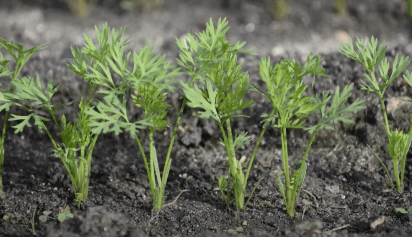 Дешевий "лікар": ось що лікує бадилля моркви, а ви й не здогадувались