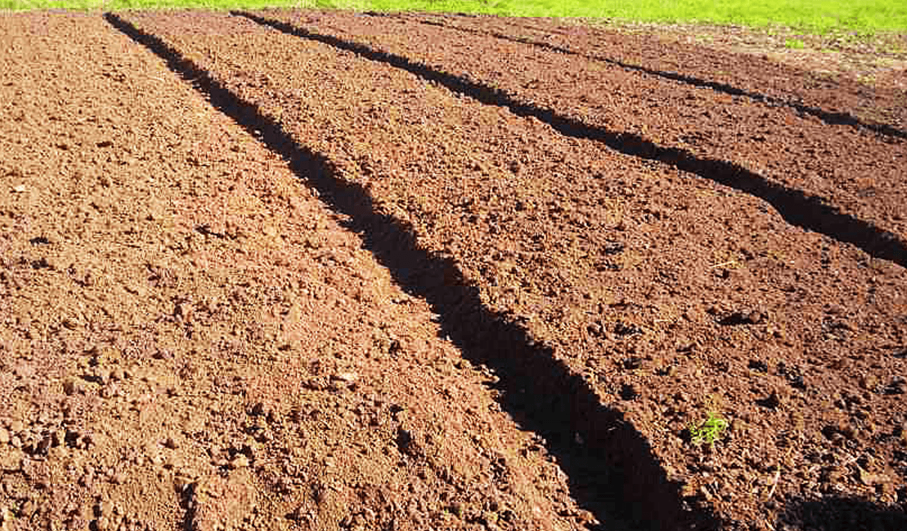 Після картоплі ваша земля просить цього: секретні культури для суперврожаю