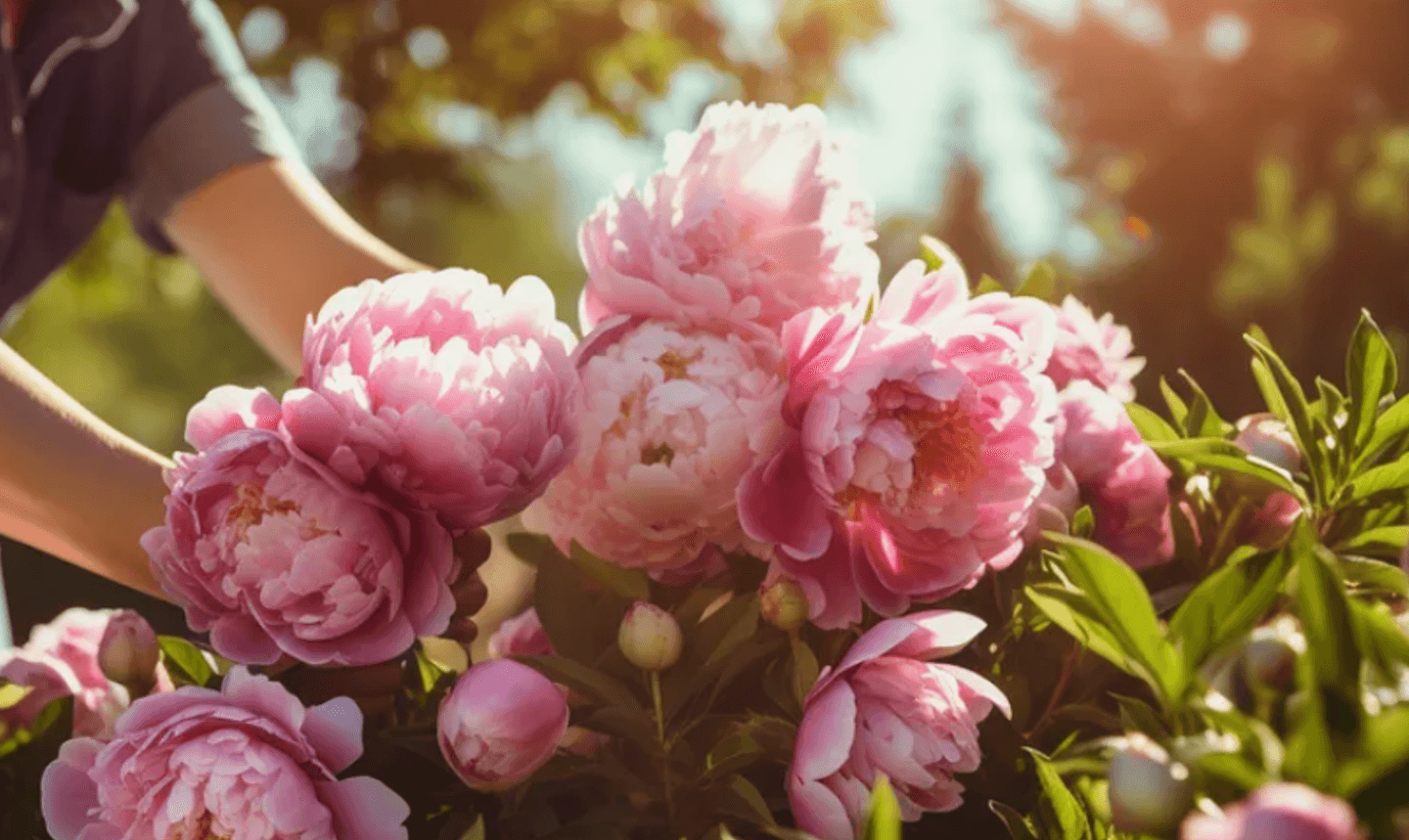 Догляд за півоніями восени: як підготувати рослини до зими та забезпечити пишне цвітіння