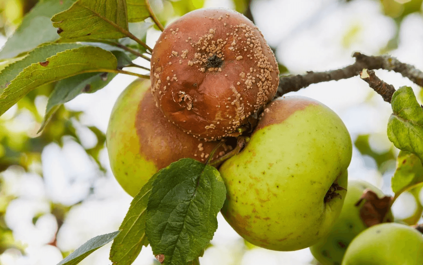 Яку користь можна отримувати від гнилих яблук і чому гниють груші та яблука на гілках?