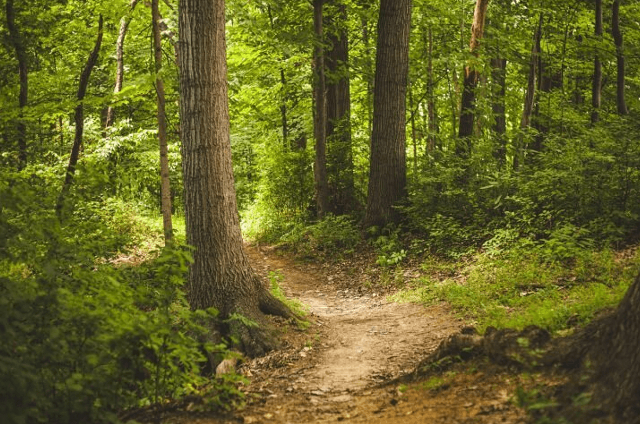 Чому важливо гуляти щодня: користь для серця і мозку після 50