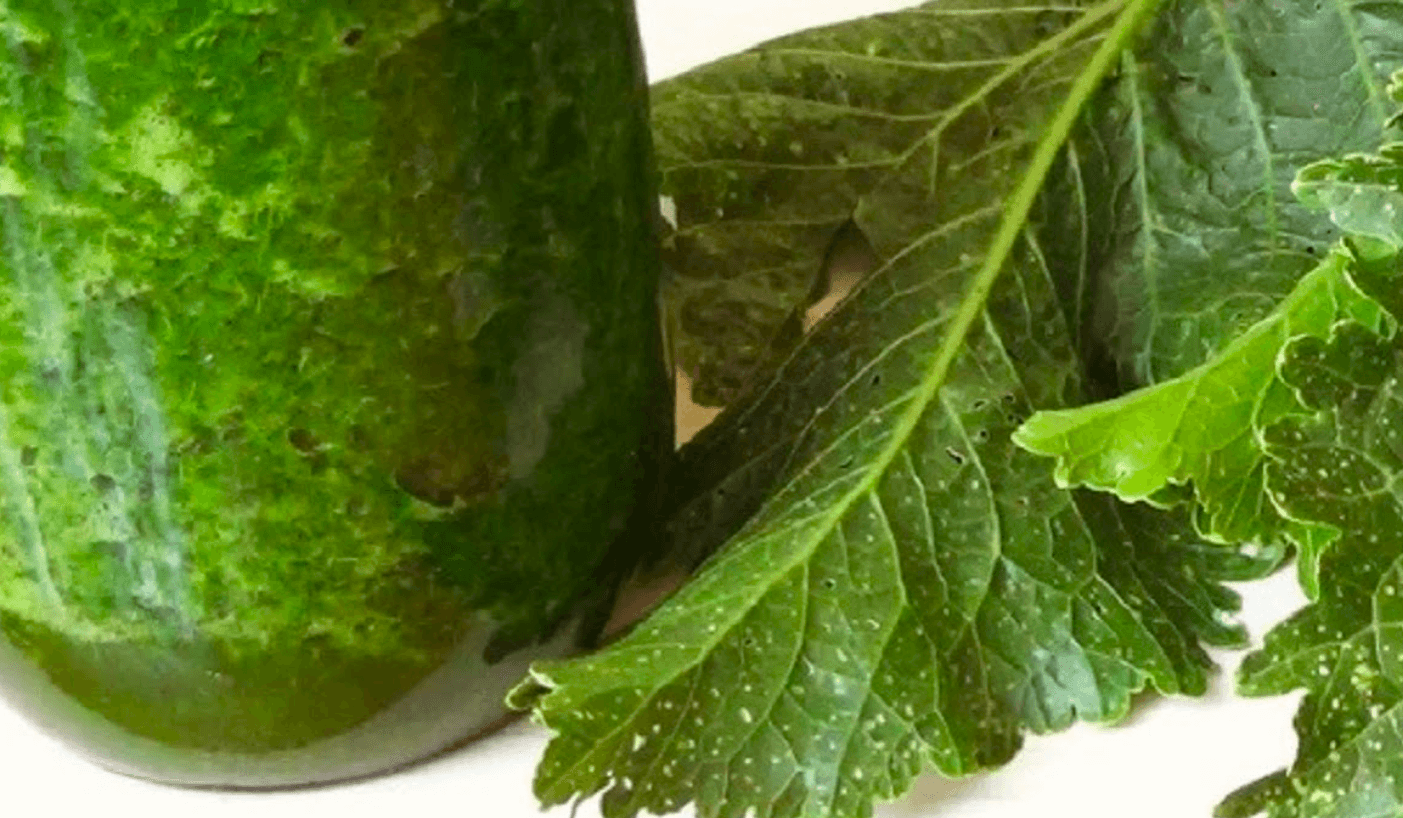 Готую кожен рік! Настойка лікує біль у суглобах, м'язах, кашель, застуду! Бабусина аптека з городу