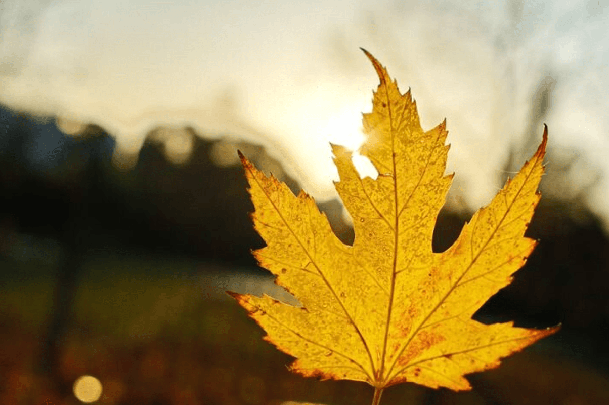 Що чекає цієї зими? Осінні прикмети дають підказку