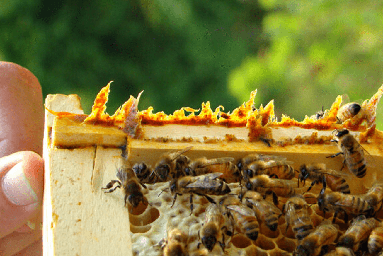 Кладіть прополіс під язик: перевірений спосіб від хвороб і слабкості