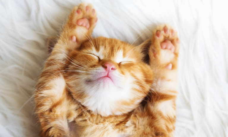 Сон: чому він лікує краще за таблетки і як навчитися висипатися