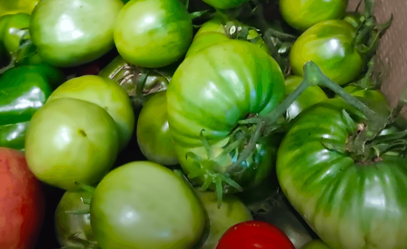 Як і де зберігати Зелені помідори, щоб швидко дозріли? Секрети агронома