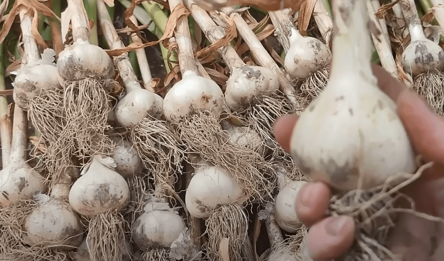 коли садити озимий часник