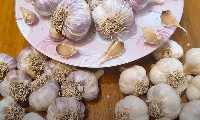 Чим обробити Озимий Часник та ґрунт від хвороб! Найкращі дні для посадки часнику в жовтні