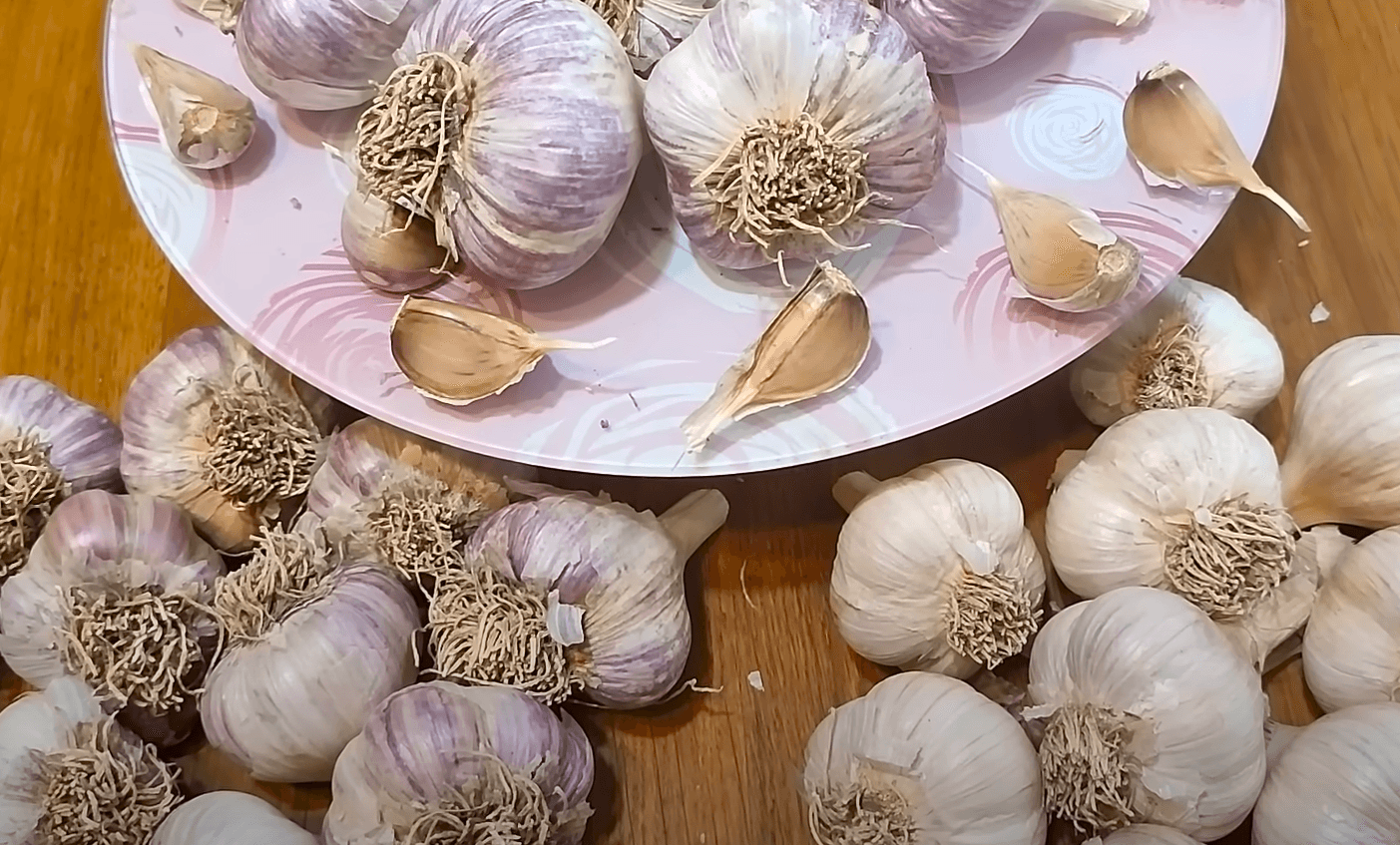 Чим обробити Озимий Часник та ґрунт від хвороб! Найкращі дні для посадки часнику в жовтні