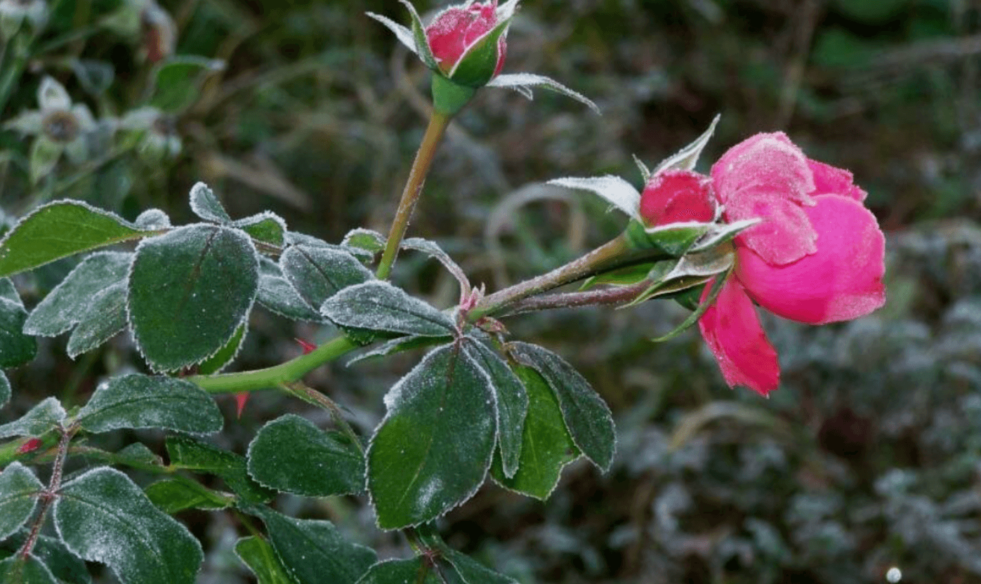 чи накривати троянди на зиму
