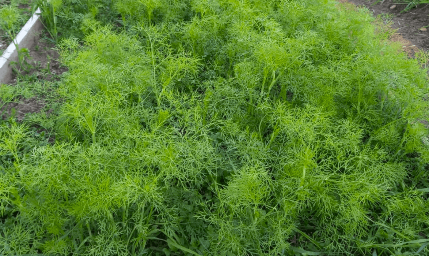 Вже років 10 Сію кріп в жовтні - Навесні кущі, як на грядках у червні