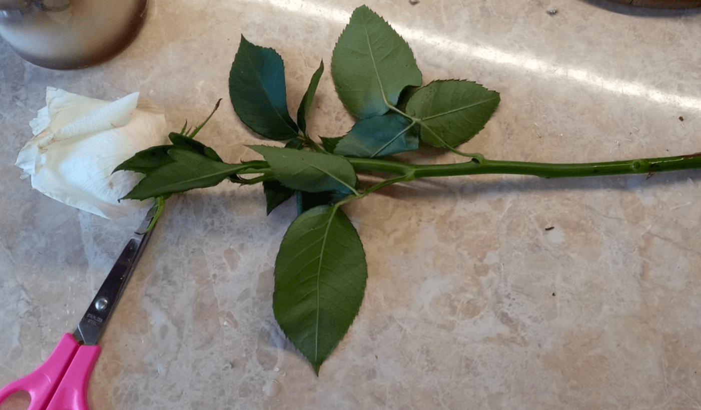 Розмножую троянди восени без теплиць та підвіконь: 6 методів для відкритого ґрунту