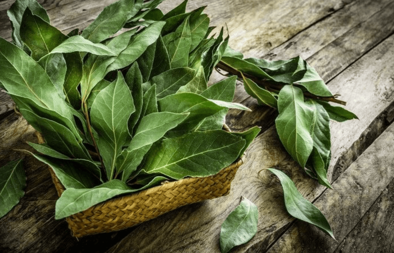 Випий настій із лаврового листя і твій тиск може змінитися!