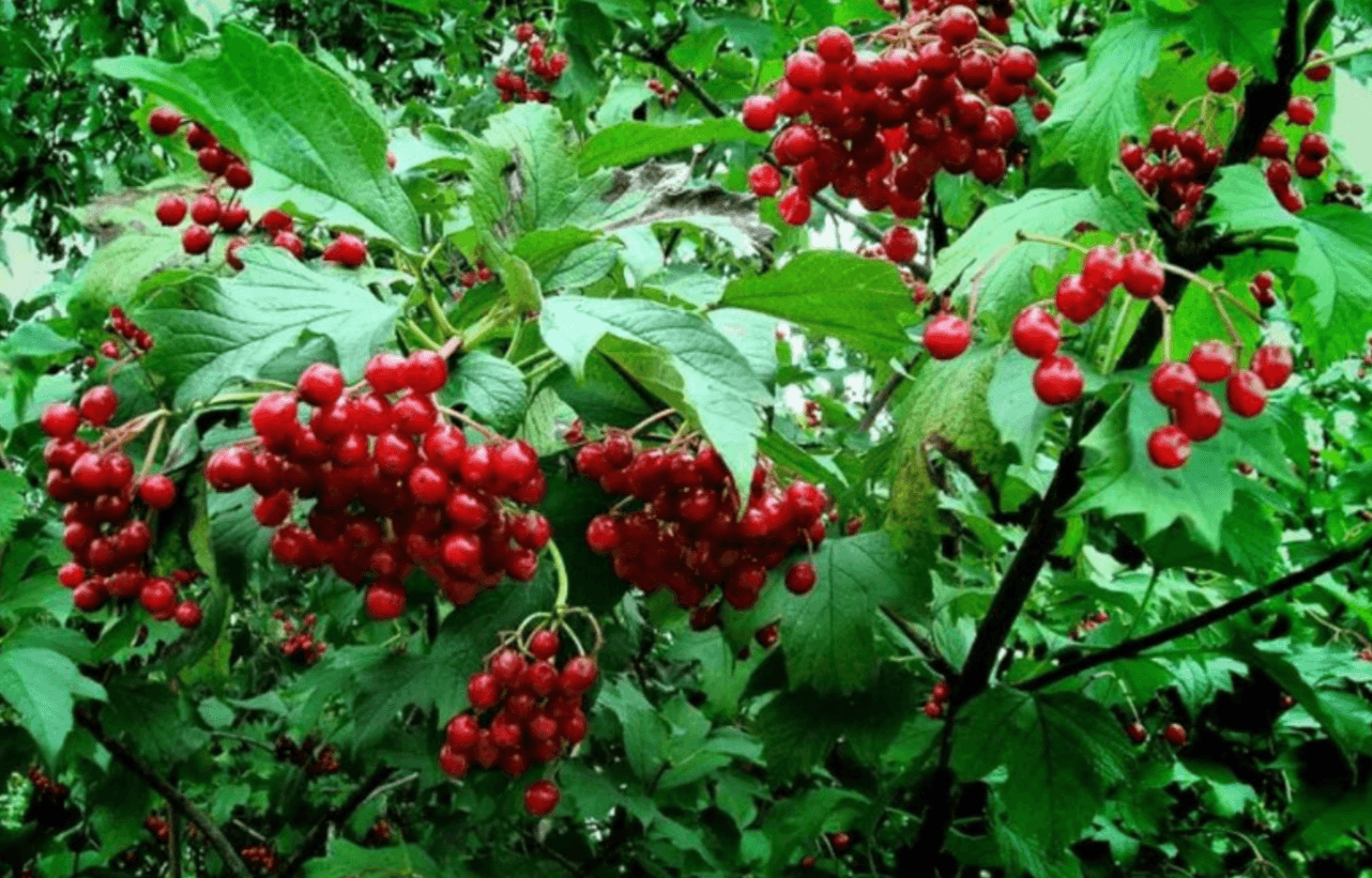 Кашель зникне за кілька днів: дивовижна сила калини, про яку всі забувають