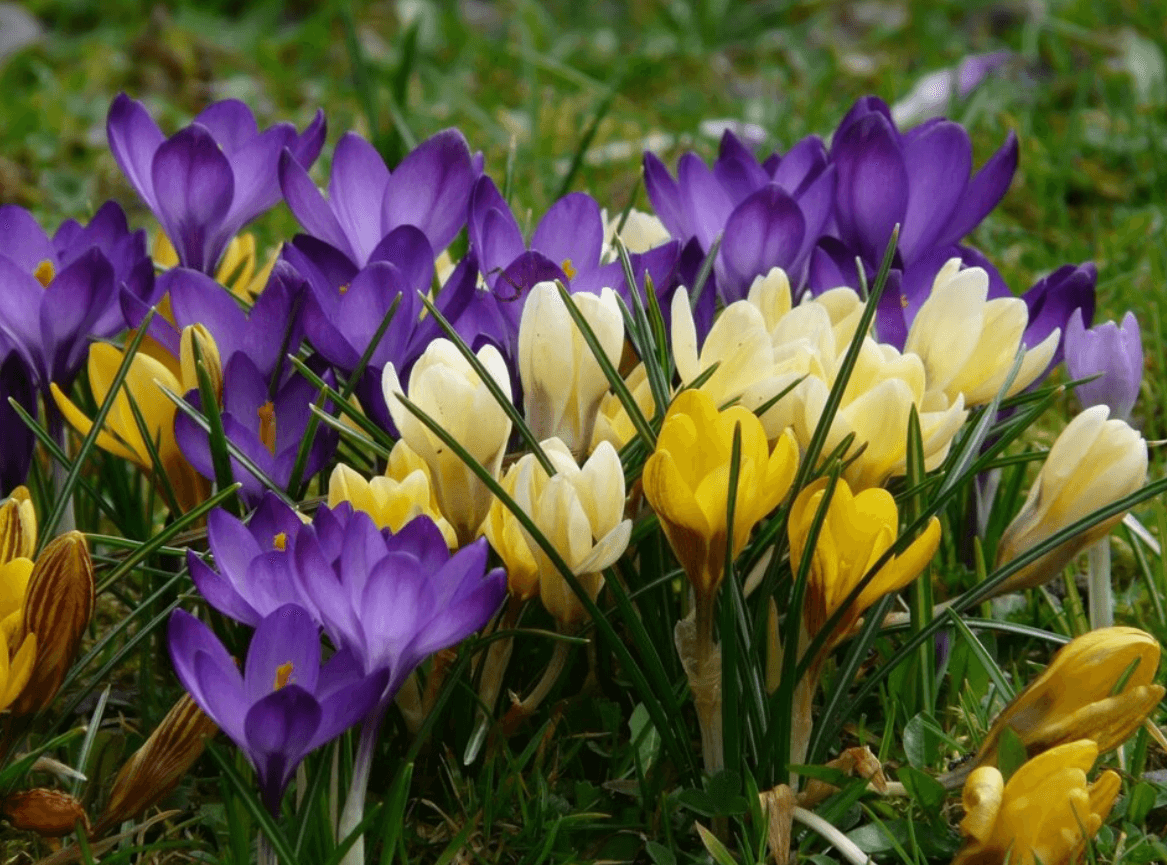 Квіти, що не бояться морозу: топ рослин для українського клімату