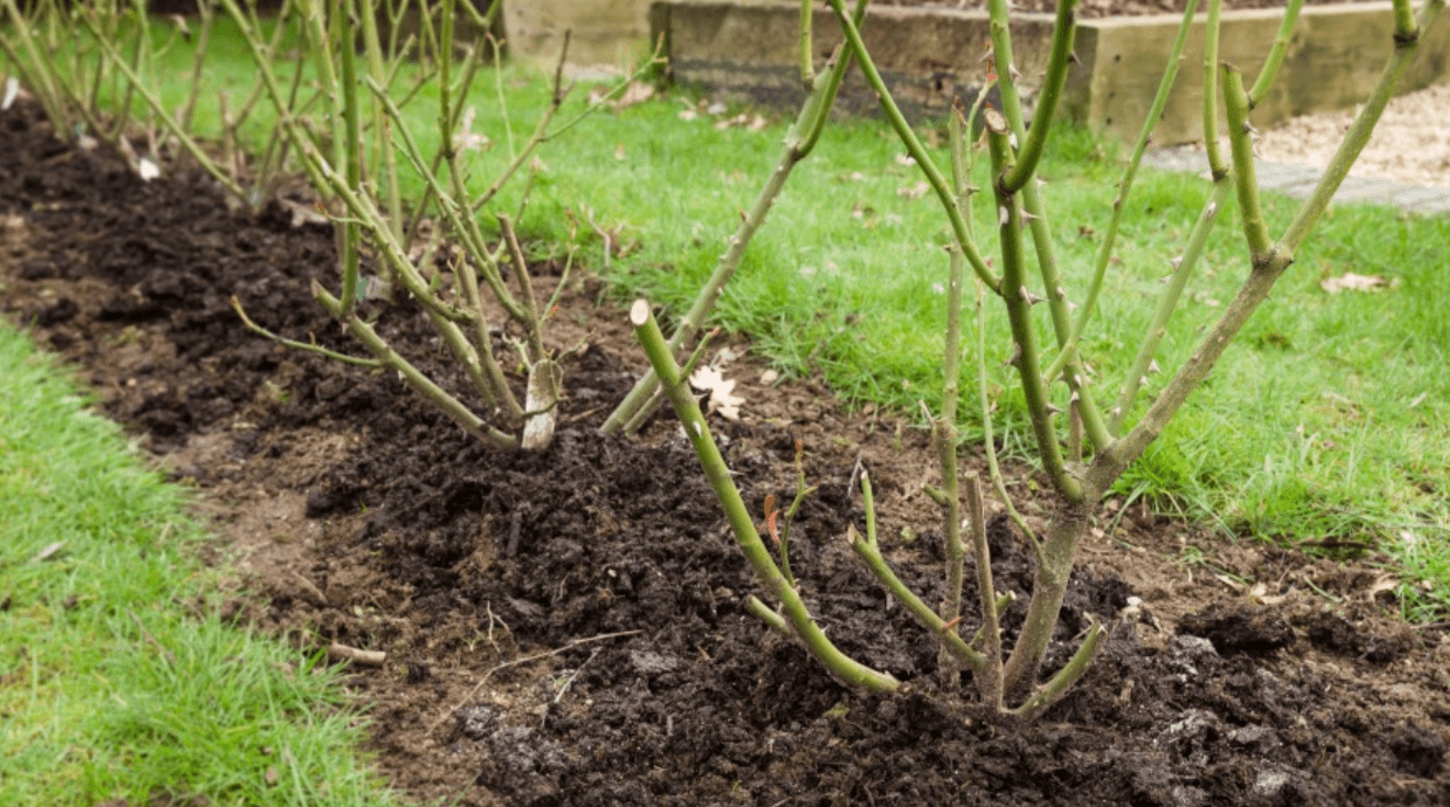 Помилки, через які не виживають троянди після морозів