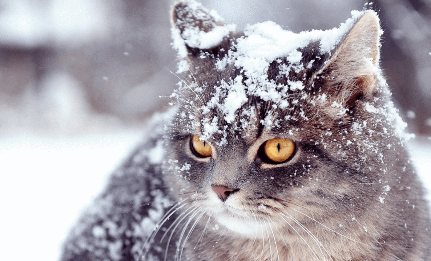 Грудень 2025 - синоптики вражені прогнозом! Погода в Україні на грудень 2025 року