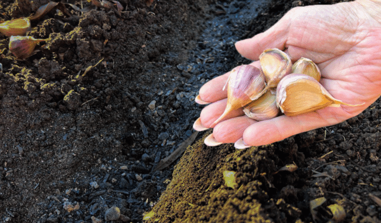 Садіть зараз! Один секрет, щоб часник перезимував без втрат