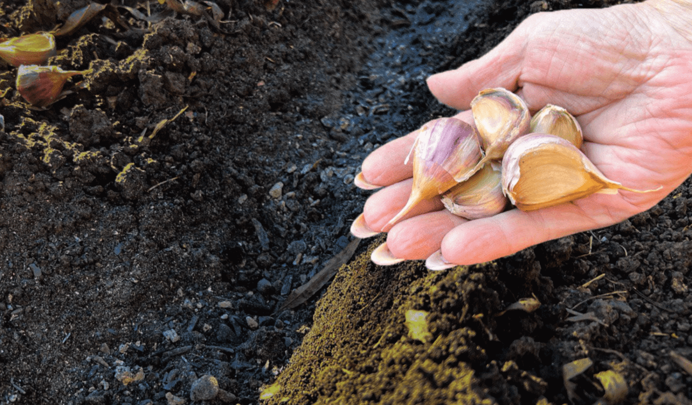 Садіть зараз! Один секрет, щоб часник перезимував без втрат