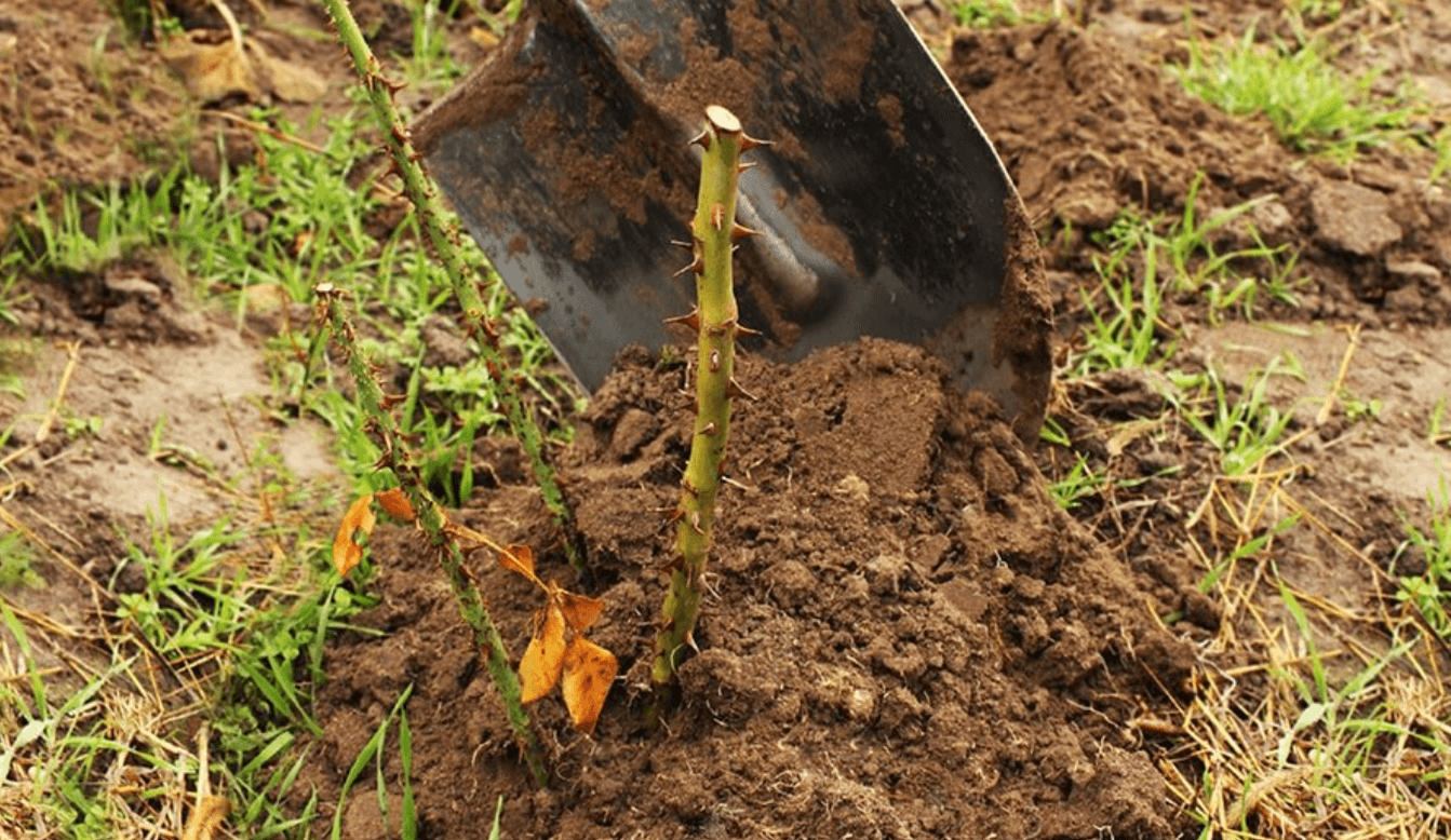 Троянди можуть пережити навіть лютий мороз, якщо зробити одну просту річ