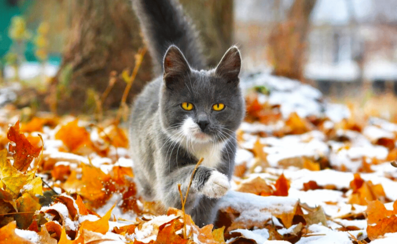 Погода на листопад 2025 в Україні: зима постукає у двері - заморозки, дощі та перші снігопади