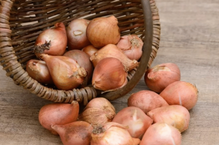 Як зберегти цибулини тюльпанів до весни: поради досвідчених садівників