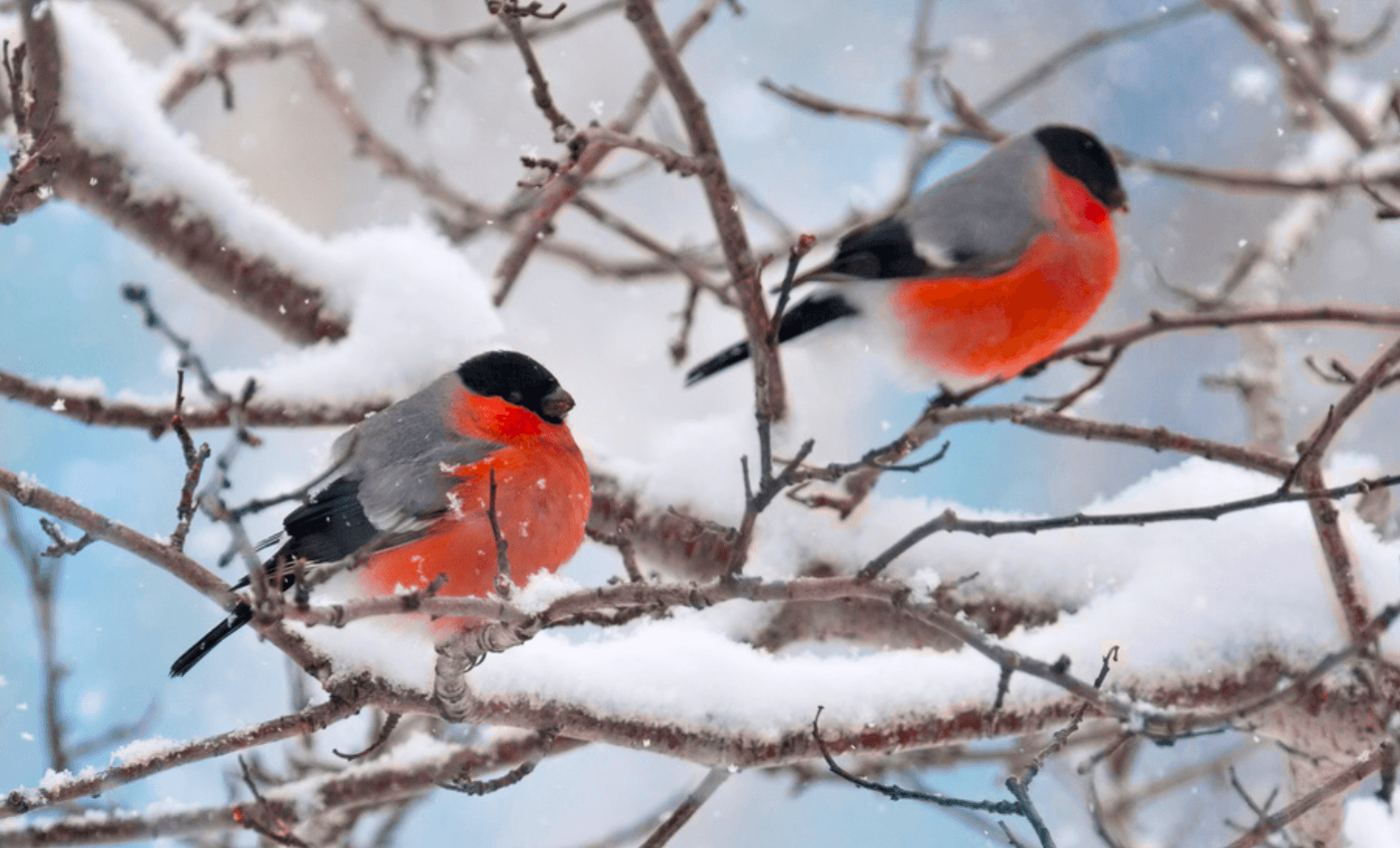 Зима 2025-2026: синоптики вражені прогнозом! Така зима в Україні буде вперше за 70 років