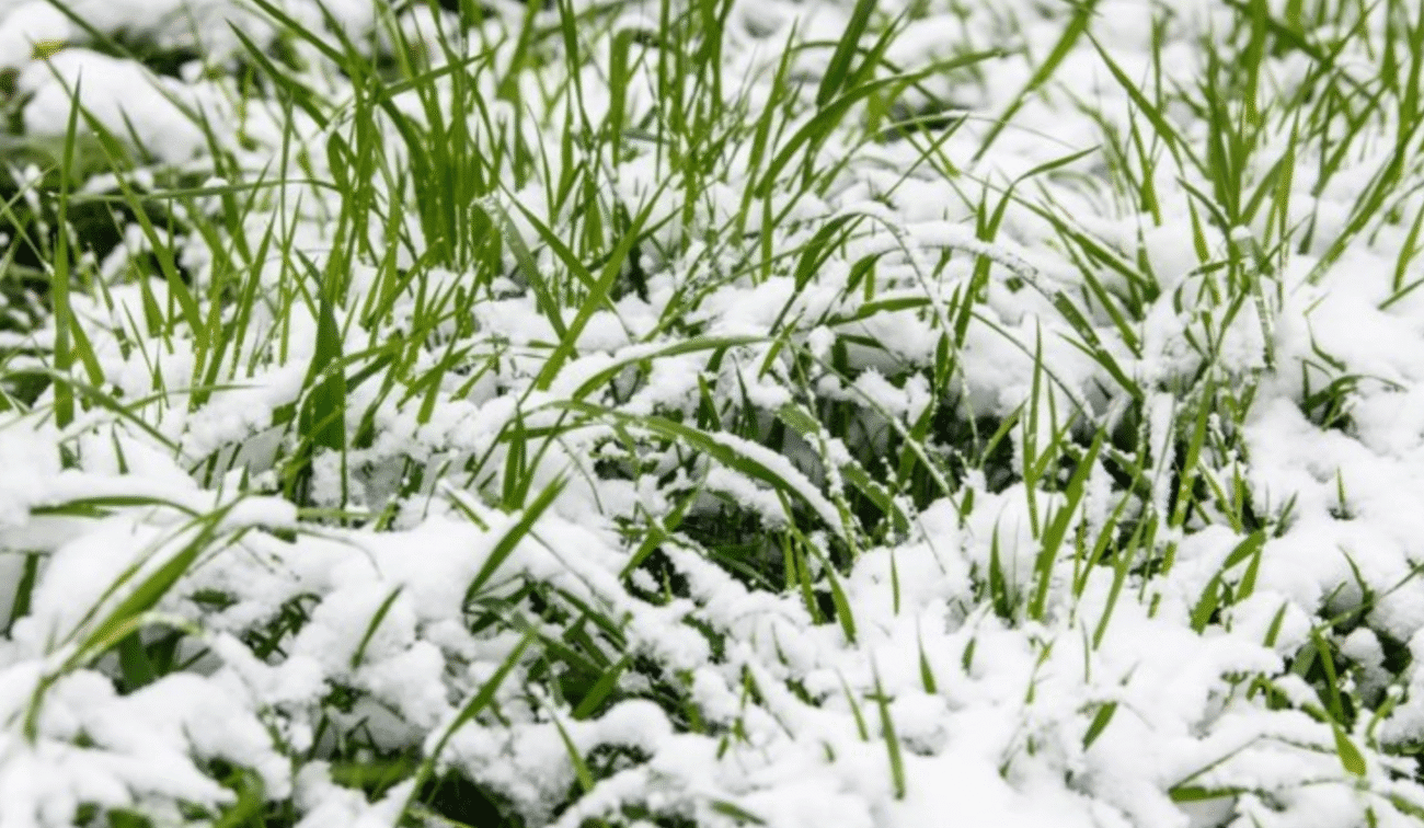 Синоптики шокували прогнозом: чи чекати сніг 20 жовтня в Україні?