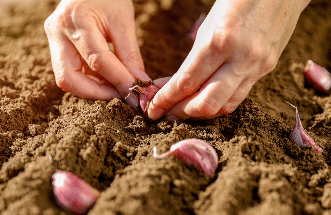 Полийте грядку звичайним аптечним засобом перед посадкою озимого часнику, буде як кулак!