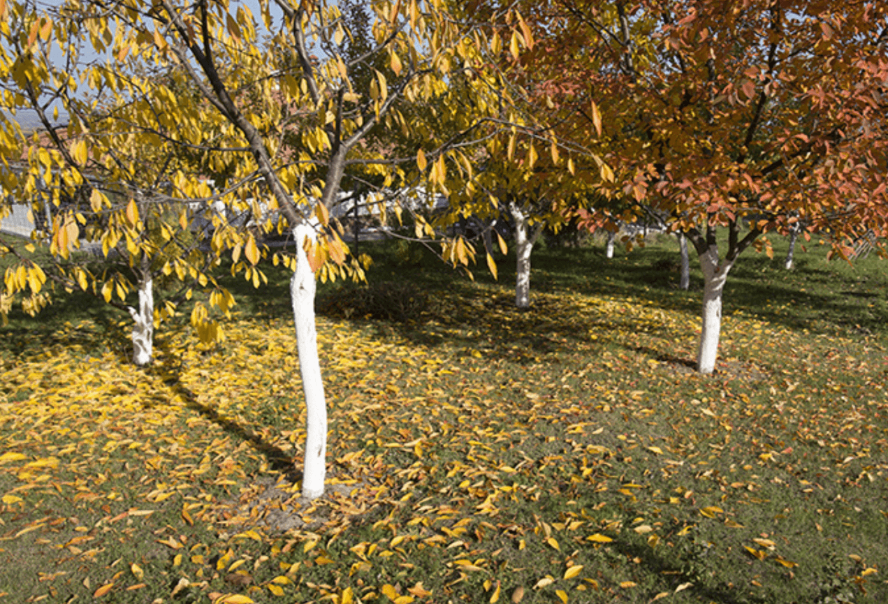 Забудьте про врожай 2026-го, якщо не зробите це зараз! 7 листопадових робіт, які гарантують успіх.