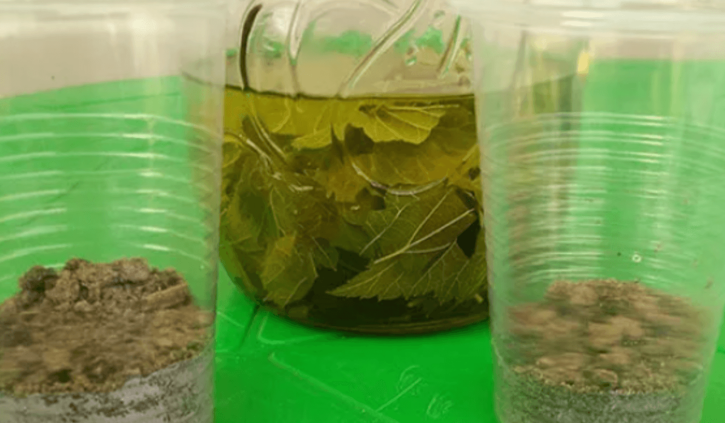 як визначити кислотність ґрунту народні методи