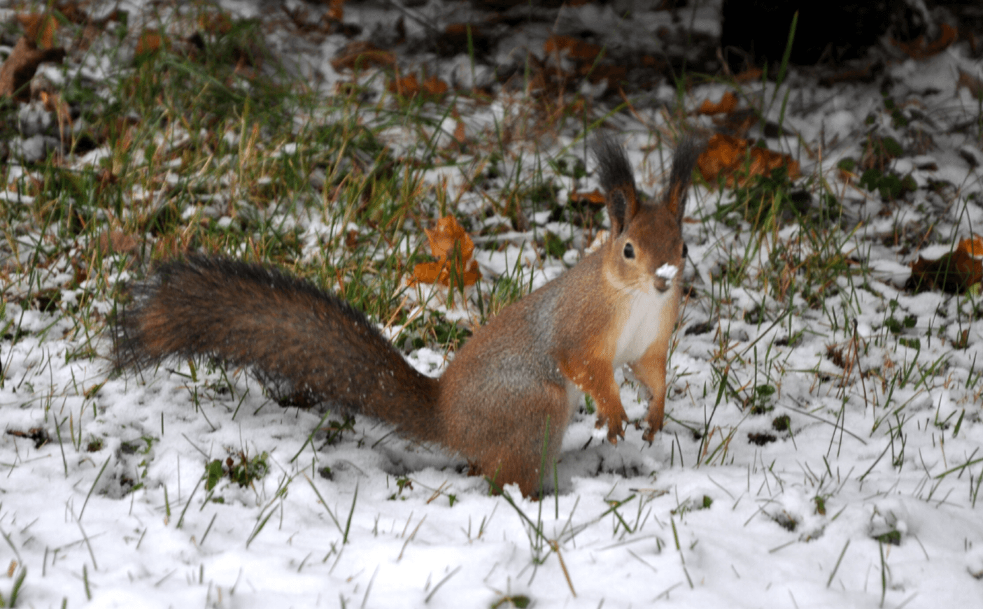 листопад 2025 погода