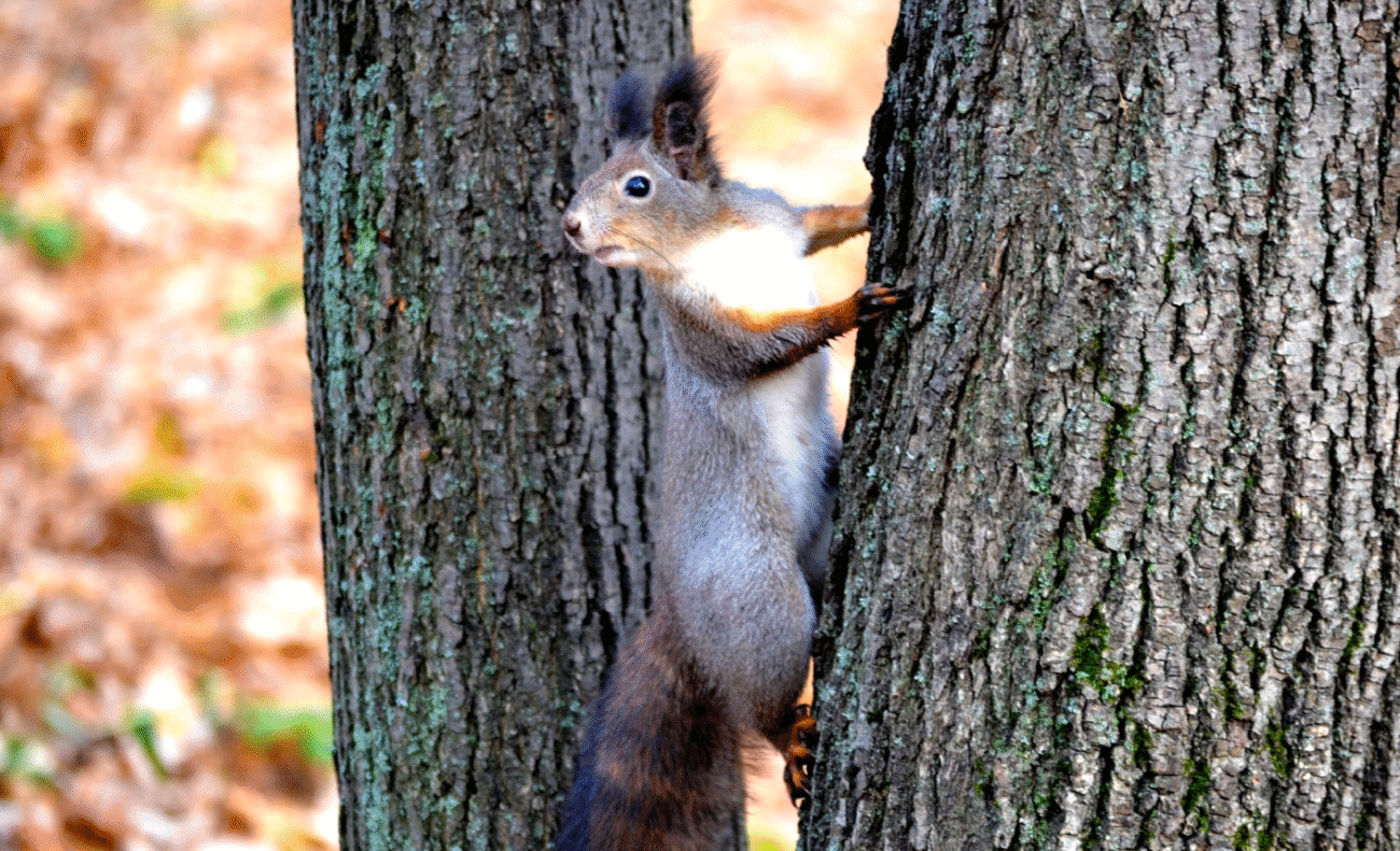 Листопад 2025: синоптики шокували змінами - переломний момент осені! Прогноз погоди в Україні на листопад 2025 року
