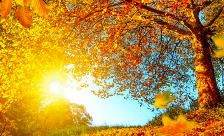 Бабине літо чи перші заморозки: якою буде погода на останній тиждень жовтня 2025 - синоптики шокували прогнозами