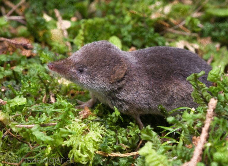 Землерийки: Гуманні Способи Захистити Ділянку!