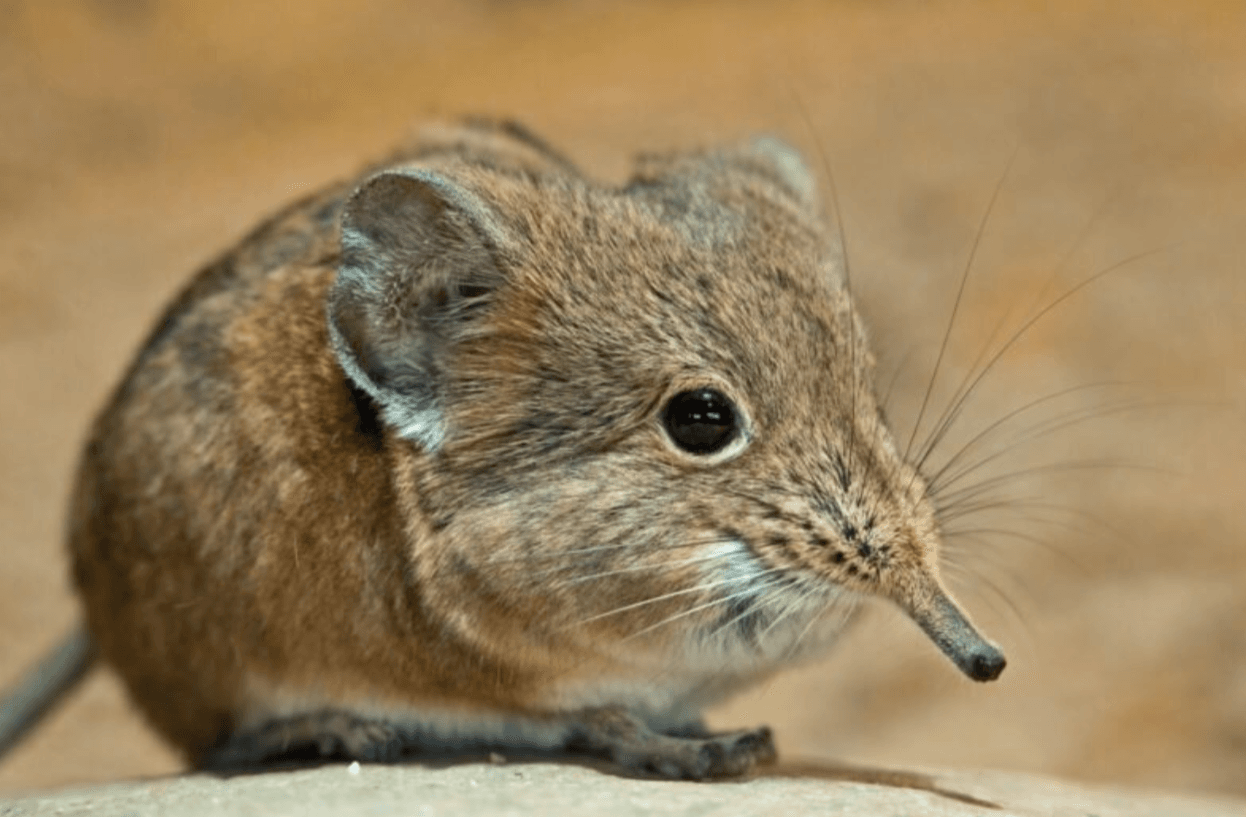 Землерийки: Гуманні Способи Захистити Ділянку!