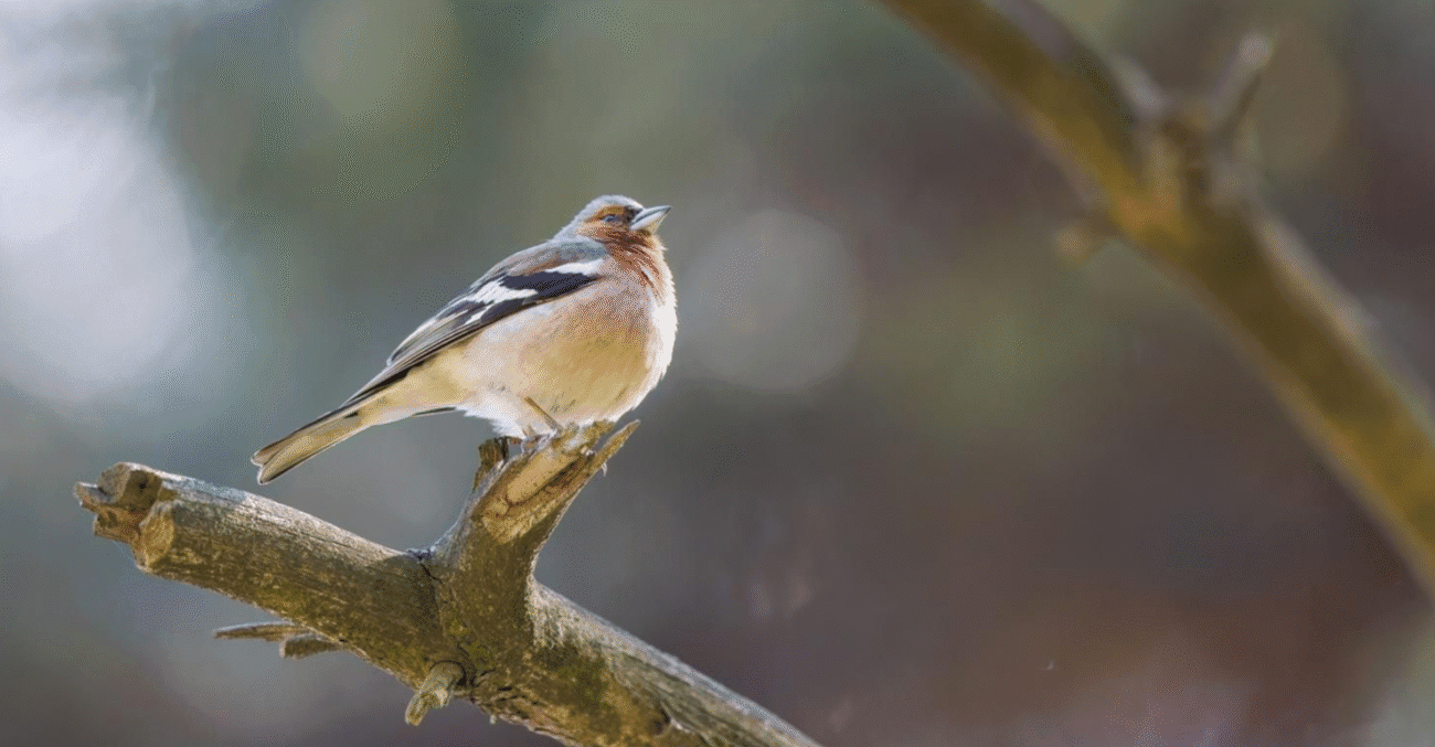 Старовинна мудрість листопада: прикмети, які працюють і сьогодні