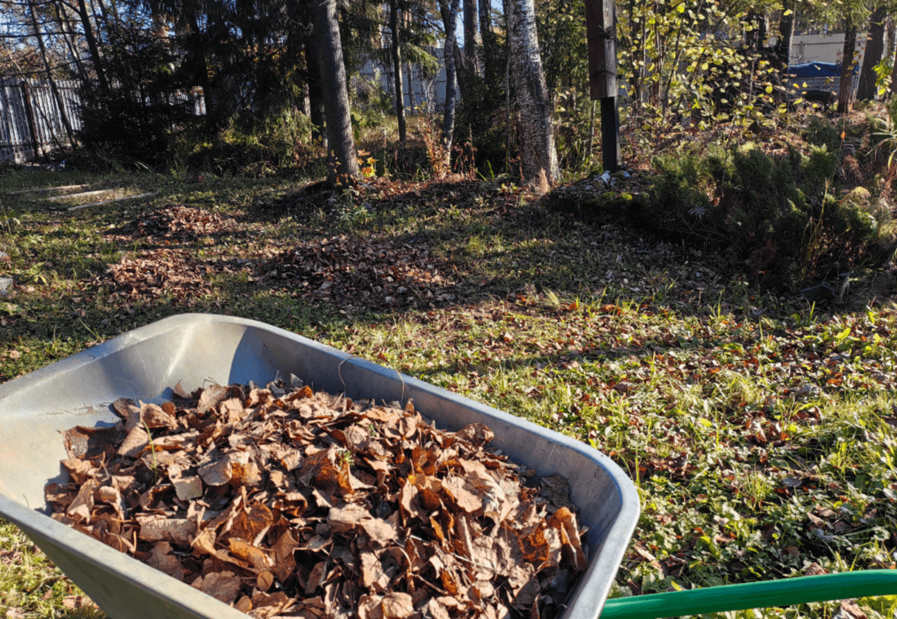 Осінній обман: чи справді можна спалювати листя біля дому і чим це обернеться для вас