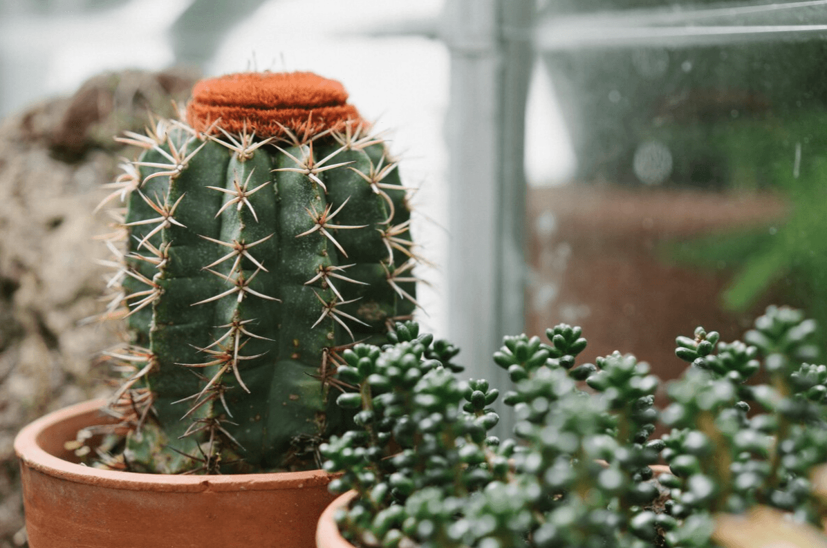 Не ставте ці рослини біля входу: кажуть, вони "виганяють удачу" і не пускають добро в дім