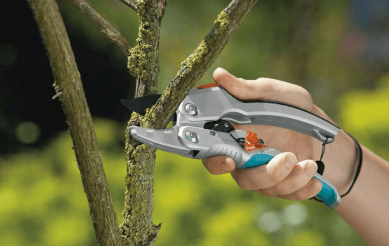 Листопад у саду — вирішальний місяць для підготовки до зими. Саме зараз садівники завершують основні осінні роботи, аби дерева й кущі добре перезимували та навесні швидко відновилися. Якщо проігнорувати ці дні, холод може пошкодити коріння, кору і навіть знищити урожай наступного року. 🍁 Головні роботи в саду в листопаді Щоб сад пережив зиму без втрат, варто виконати кілька простих, але обов’язкових кроків. 1. Приберіть опале листя та гілки У листопаді під деревами накопичується багато опалого листя — у ньому зимують шкідники, личинки та грибкові спори. 🟢 Зберіть усе сміття, особливо під яблунями й грушами, і компостуйте або спаліть. Якщо листя здорове, його можна використати як природну мульчу. 2. Проведіть санітарну обрізку дерев і кущів Після опадання листя добре видно сухі, хворі та зламані гілки. ✂️ Обрізайте їх секатором, щоб запобігти поширенню хвороб і стимулювати весняне цвітіння. Зрізи замажте садовим варом — це надійний захист від морозу та інфекцій. 3. Побіліть стовбури дерев Білення восени — не лише естетика, а й захист від морозобоїн, сонячних опіків і шкідників. Розчин: 2 кг вапна + 300 г мідного купоросу + 200 г клею ПВА на 10 л води. Наносьте побілку в суху погоду при плюсовій температурі. 4. Замульчуйте ґрунт навколо рослин Щоб уберегти коріння від промерзання, замульчуйте пристовбурні круги. Підійде торф, тирса, солома або сухе листя. Оптимальна товщина шару — 5–10 см, особливо для молодих дерев, винограду та ягідників. 5. Укрийте троянди, хризантеми й молоді саджанці Після перших легких заморозків укрийте ніжні рослини лапником, агроволокном або ялиновими гілками. Не робіть це зарано — при теплій погоді рослини можуть випріти. 6. Захистіть дерева від гризунів Миші та зайці взимку пошкоджують кору. 🛡️ Обгорніть стовбури сіткою, рубероїдом або пластиковими спіралями. Приберіть падалицю, щоб не приваблювати шкідників. 7. Посадіть озимий часник та цибулю Якщо температура ще тримається вище нуля, у листопаді можна посадити озимий часник. Він укоріниться до морозів і дасть ранній урожай навесні. Висаджуйте за 2–3 тижні до прогнозованих заморозків. 🌬️ Коли чекати перших морозів Зазвичай перші заморозки в Україні приходять у другій половині листопада. У північних областях — раніше, на півдні — ближче до грудня. Слідкуйте за прогнозами: коли нічна температура стабільно падає нижче −3…−5°C, настав час укриття. 💡 Поради від досвідчених садівників Не вносьте азотні добрива восени — вони стимулюють ріст, а не зимівлю. Використовуйте золу чи калійно-фосфорні добрива — вони зміцнюють рослини перед морозами. Зберіть останні плоди шипшини, калини, глоду — їх можна висушити для зимових чаїв. 🔑 Підсумок Роботи в саду в листопаді — це запорука здорового врожаю. Якщо все зробити вчасно — прибрати листя, обрізати гілки, побілити дерева й замульчувати землю — ваш сад без проблем переживе холод і навесні швидко оживе.