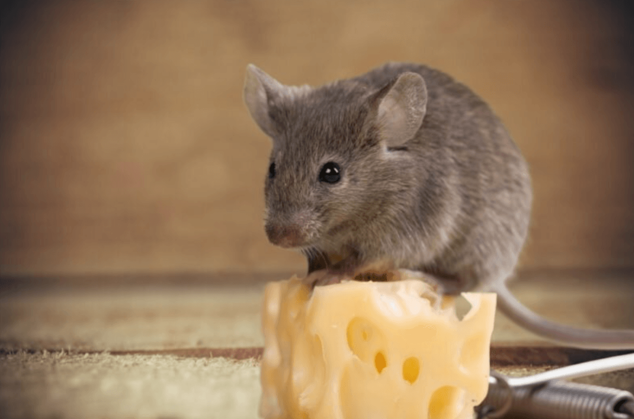 Миші в хаті? Ось що поставити, щоб вони зникли назавжди!