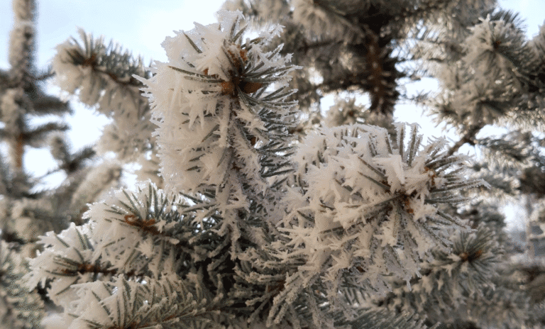 Погода на січень 2026: скажені морози чи шалені снігопади - чим здивує прогноз синоптиків