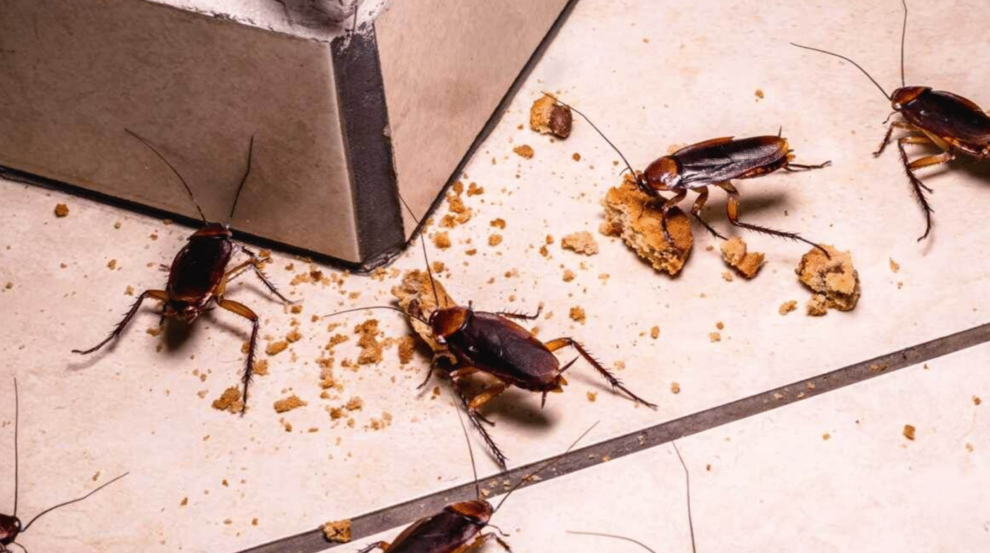 Зимові комахи в квартирі: що робити, щоб вони зникли