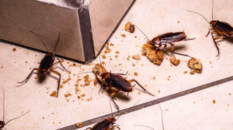 Зимові комахи в квартирі: що робити, щоб вони зникли