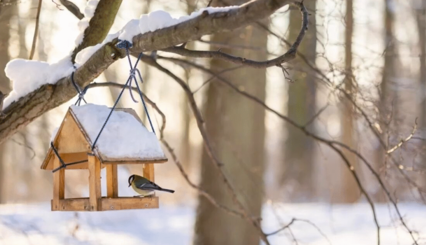 Еколог розповів, чим у жодному разі не можна годувати птахів у морози