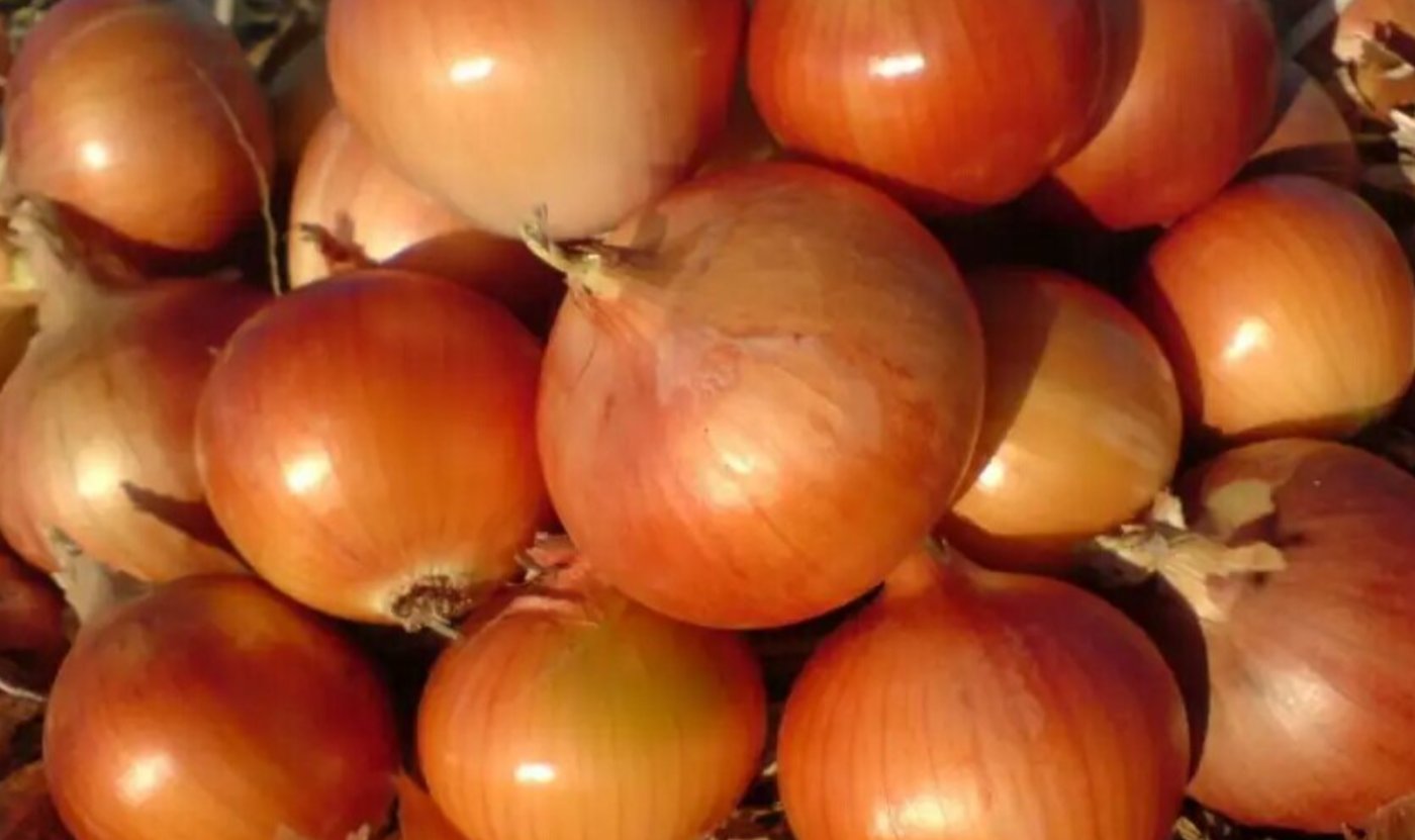 Як зберегти цибулю без гнилі: простий соляний метод, про який мовчать продавці
