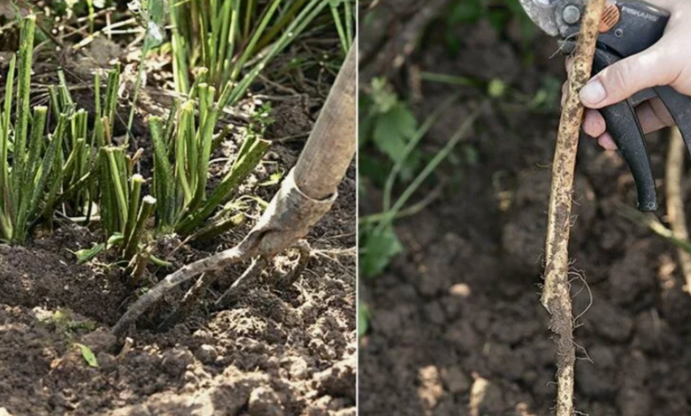 Як позбутись хрону на городі