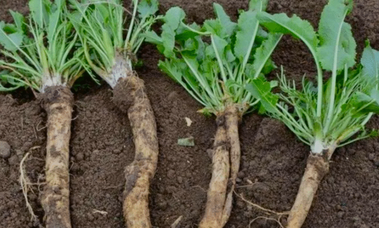 Позбулася хрону на ділянці: простий, перевірений спосіб, який допоміг багатьом