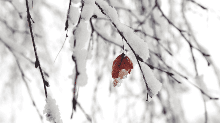 Температурні аномалії в грудні: чому організм реагує так дивно
