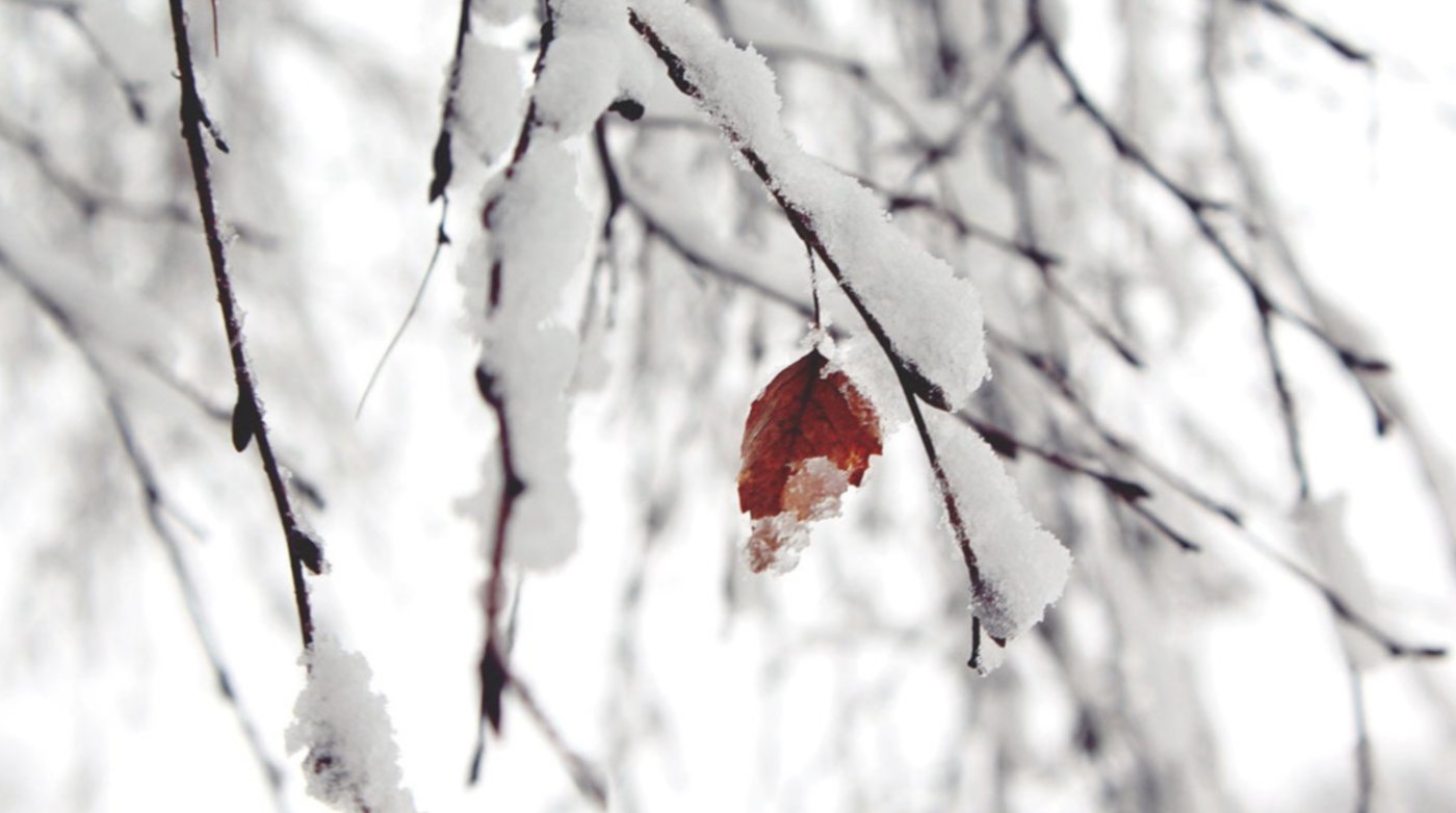 Температурні аномалії в грудні: чому організм реагує так дивно